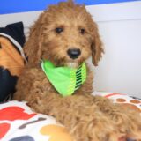 Gotham Goldendoodle 02