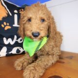 Gotham Goldendoodle 03