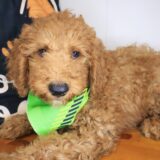 Gotham Goldendoodle 04