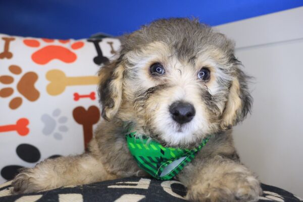 Gringo Bichapoo 01