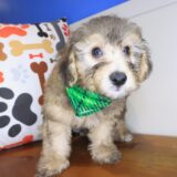 Gringo Bichapoo 04
