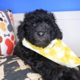 Hatch Bichapoo 01