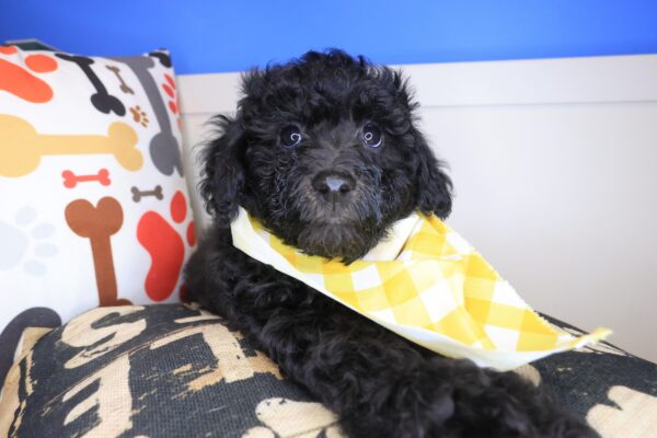 Hatch Bichapoo 01