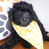 Hatch Bichapoo 02