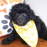 Hatch Bichapoo 03