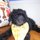 Hatch Bichapoo 04