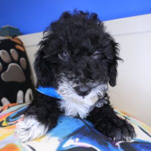 Icarus Poodle 01 Icarus Poodle 01