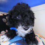 Icarus Poodle 02