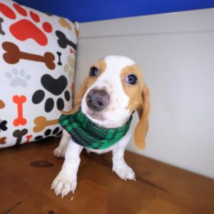 Ilomantsi Dachshund 01 Ilomantsi Dachshund 01