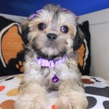 Indie Shihpoo 01