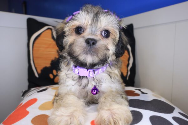 Indie Shihpoo 01