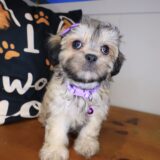 Indie Shihpoo 02