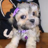 Indie Shihpoo 03
