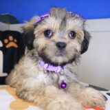 Indie Shihpoo 04
