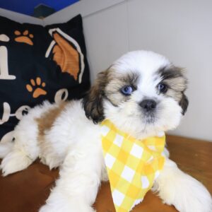 Jesse Shih Tzu 01 Jesse Shih Tzu 01