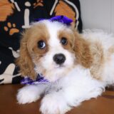 Jinx Cavapoo 01