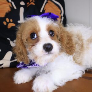 Jinx Cavapoo 01 Jinx Cavapoo 01