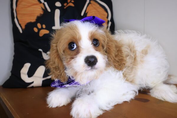 Jinx Cavapoo 01