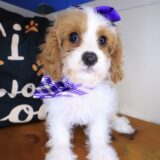 Jinx Cavapoo 03