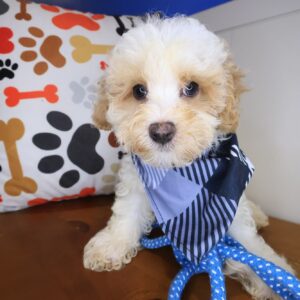 Jogger Maltipoo 01 Jogger Maltipoo 01