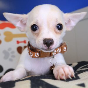 Johnny Chihuahua 01