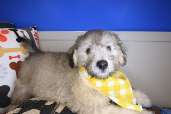 Junior Bichapoo 01