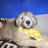 Junior Bichapoo 03