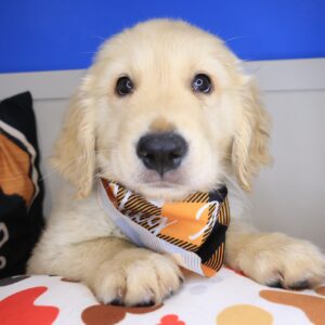 Kemar Golden Retriever 01 Kemar Golden Retriever 01