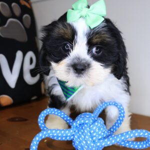 Kewpie Lhasa apso 01 Kewpie Lhasa apso 01