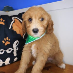 Kobe Goldendoodle 01 Kobe Goldendoodle 01