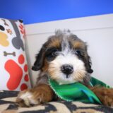 Koda Bernedoodle 01