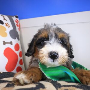 Koda Bernedoodle 01 Koda Bernedoodle 01