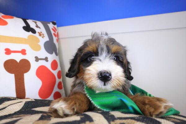 Koda Bernedoodle 01