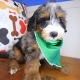 Koda Bernedoodle 03