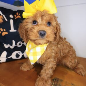 Lafitte Cavapoo 01 Lafitte Cavapoo 01