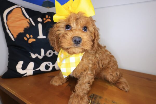 Lafitte Cavapoo 01