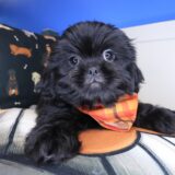 Lollipop Shih Tzu 01