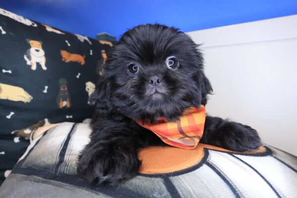 Lollipop Shih Tzu 01