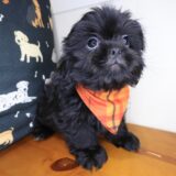 Lollipop Shih Tzu 02