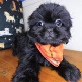 Lollipop Shih Tzu 03