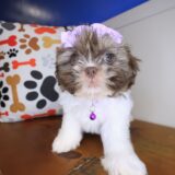 Lotus Shih Tzu 01
