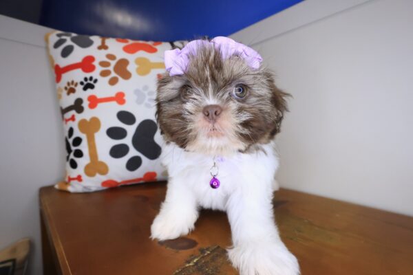 Lotus Shih Tzu 01