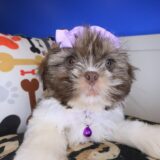 Lotus Shih Tzu 02