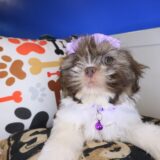 Lotus Shih Tzu 03