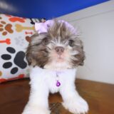 Lotus Shih Tzu 04
