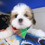 Macaroon Lhasa apso 01