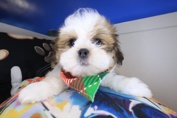 Macaroon Lhasa apso 01