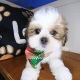Macaroon Lhasa apso 02