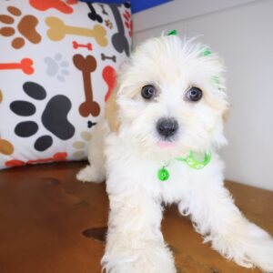 Maisy Maltipoo 01 Maisy Maltipoo 01