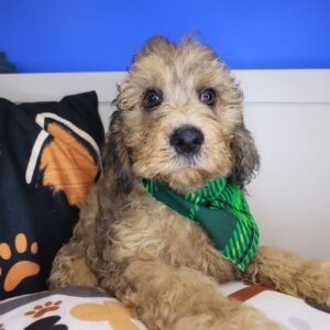 Mako Goldendoodle 01
